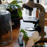 Taxonomies - Plants, a Microscope, and a Drawing of Plants